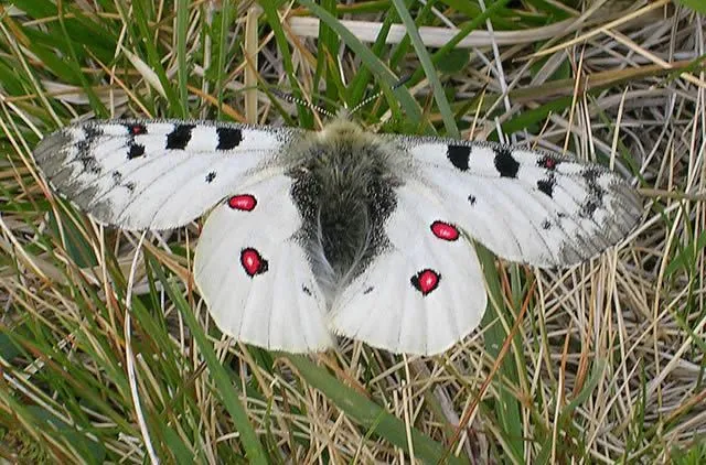 Snow Butterfly