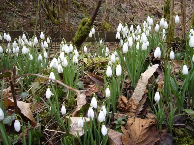 Snowdrops In The Glen