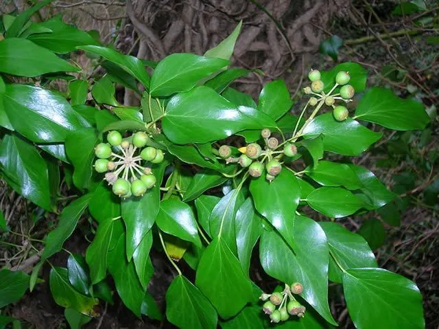 Sprig Of Ivy