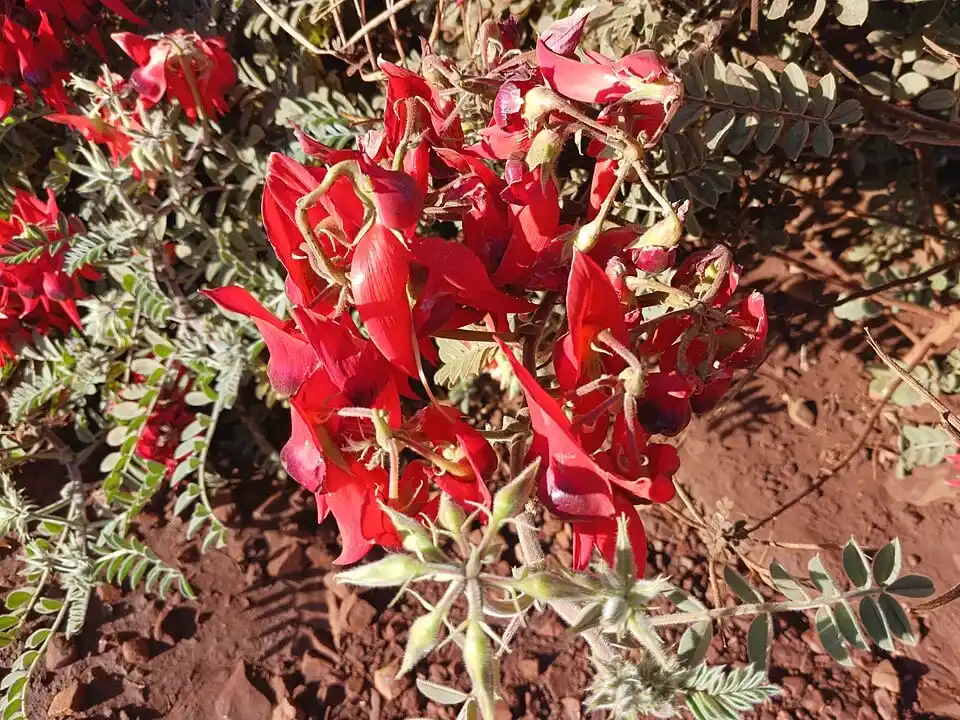 Sturt's desert pea (Swainsona formosa) in the Pilbara region of Western Australia