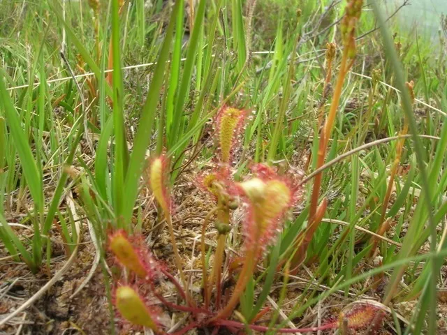 Sundew