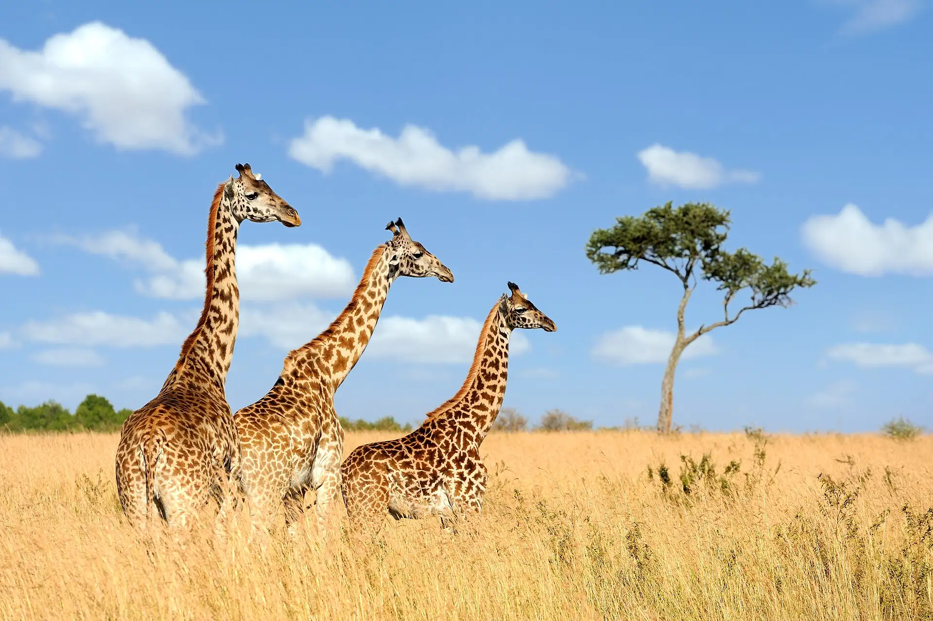 A group of 3 giraffes in the Masai Mara National Park, and a tree.