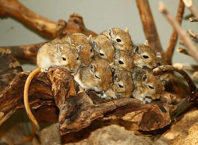 Mousies Togetherness