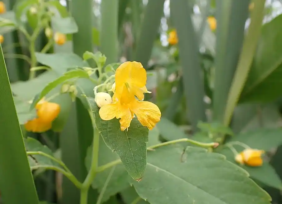 Impatiens Ecornuta - Spurless Touch-Me-Not 