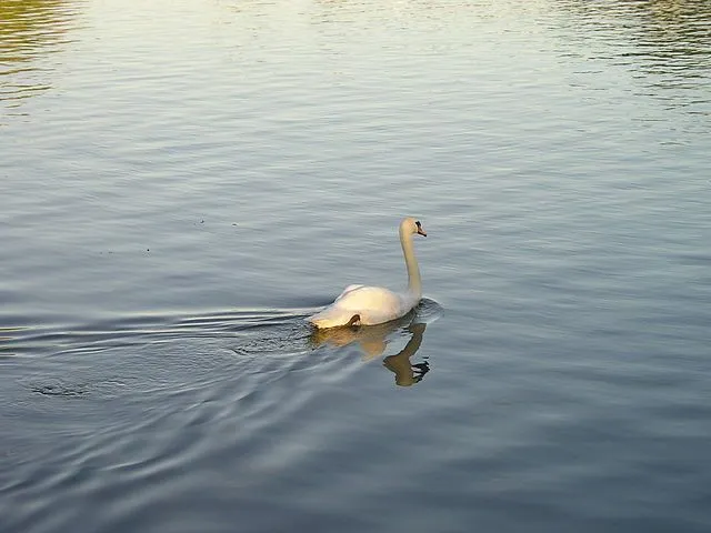 The Trail Of The Swan