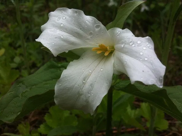 White Trillium