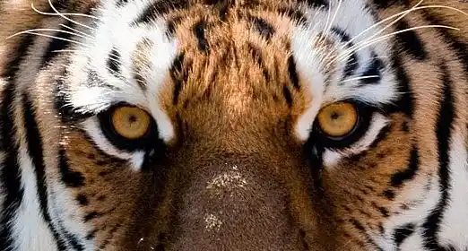 Twa Rogueish E'en, Tiger eyes