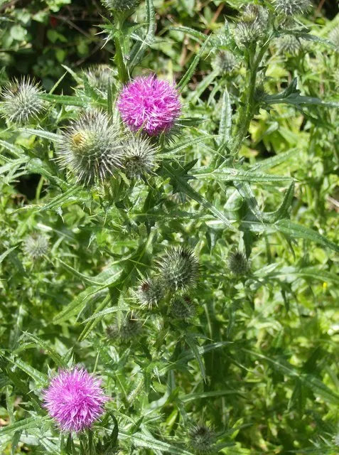 Twa Thistles