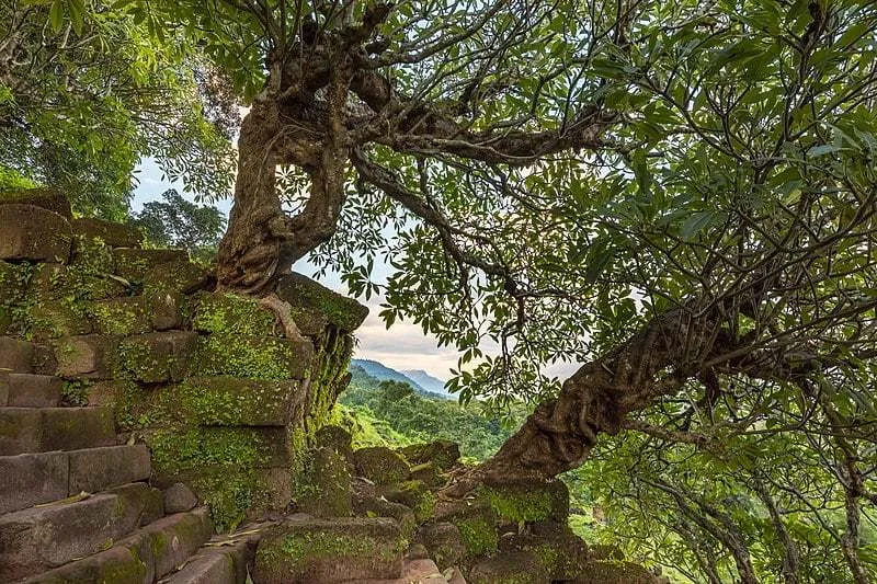 Twisted tree trunk overgrowing temple steps