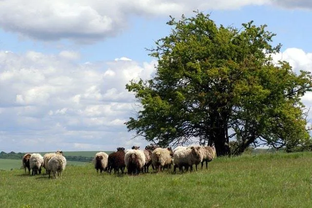 Twyford Down
