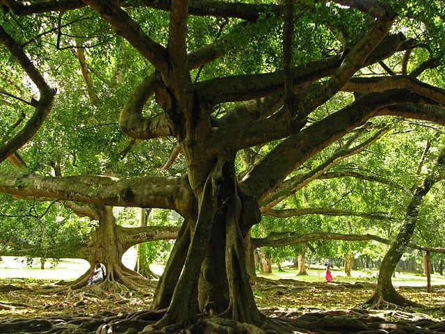 Under A Shady Tree