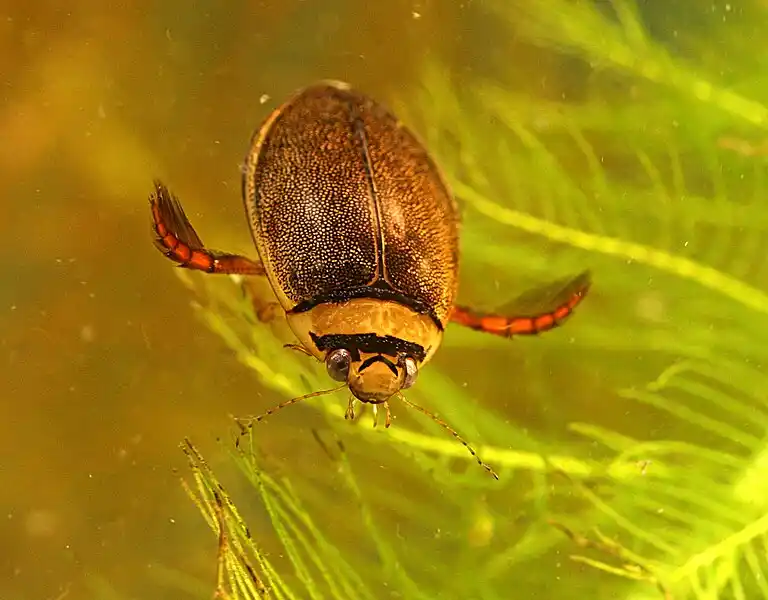 Water Beetle
