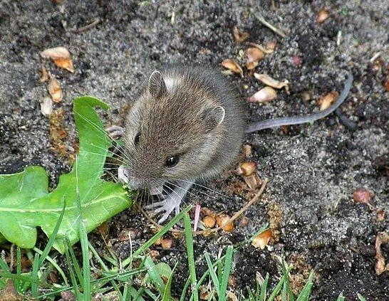 Wee Mousie