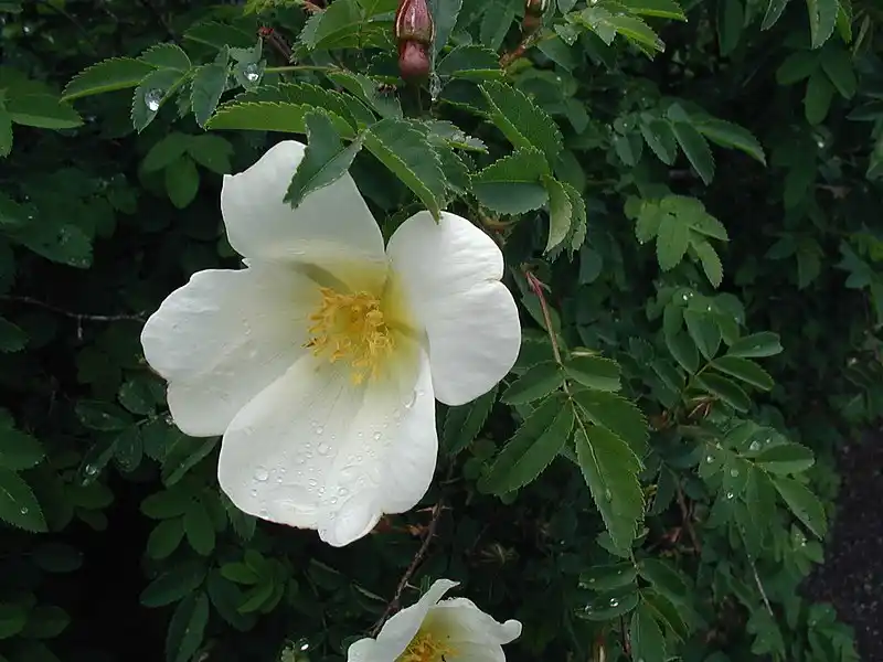 The White Rose of Scotland